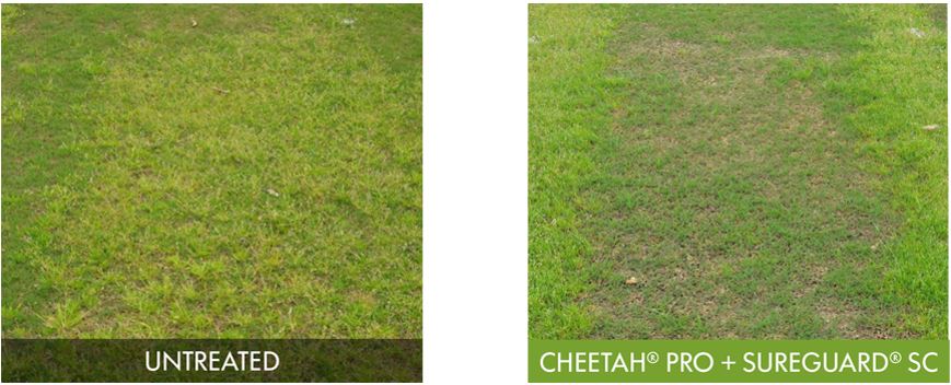 cheetah pro-suregard-compare
